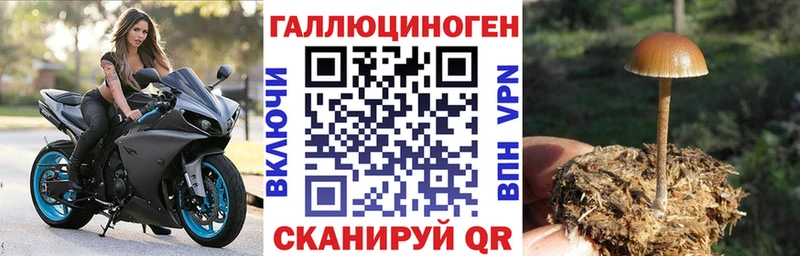 хочу наркоту  Кукмор  Галлюциногенные грибы Psilocybe 